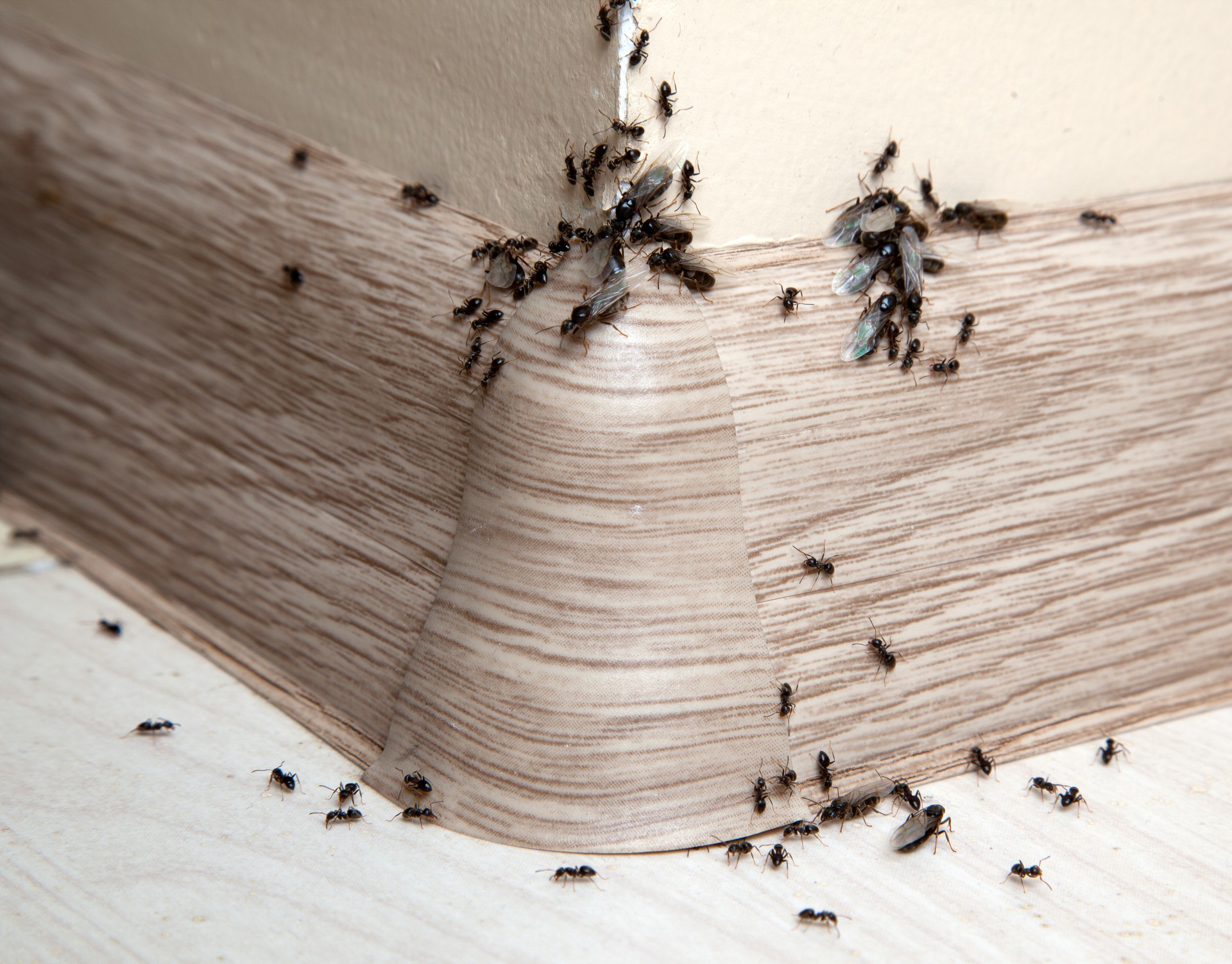 Ant Infestation, Pest Control in Walton-on-Thames, Hersham, KT12. Call Now 020 8166 9746