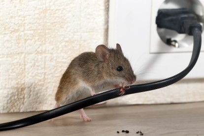 Pest Control in Walton-on-Thames, Hersham, KT12. Call Now! 020 8166 9746