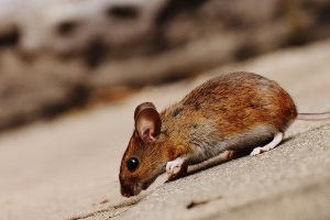 Mouse extermination, Pest Control in Walton-on-Thames, Hersham, KT12. Call Now 020 8166 9746