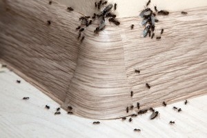 Ant Control, Pest Control in Walton-on-Thames, Hersham, KT12. Call Now 020 8166 9746