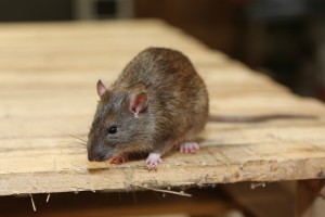 Rodent Control, Pest Control in Walton-on-Thames, Hersham, KT12. Call Now 020 8166 9746