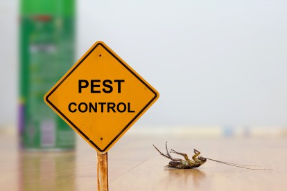 Pest Contol in Walton-on-Thames, Hersham, KT12. Call Now 020 8166 9746